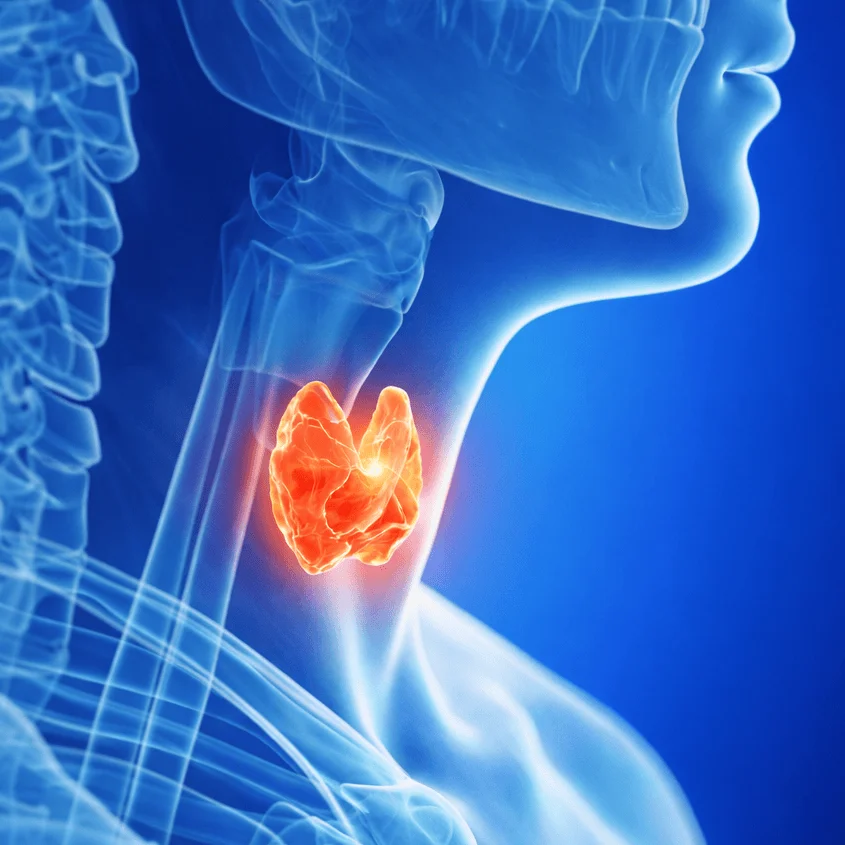 Thyroid Function